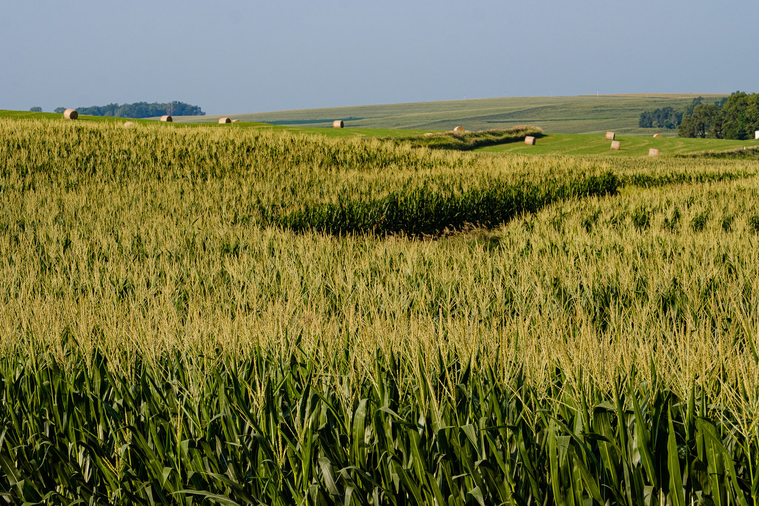 crops-on-pace-ratings-high-washington-county-enterprise